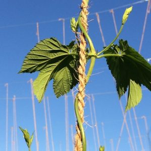 coir twine